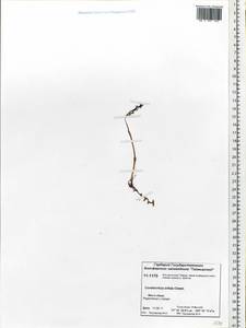 Corallorhiza trifida Châtel., Siberia, Central Siberia (S3) (Russia)