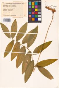 Polygonatum multiflorum (L.) All., Eastern Europe, Belarus (E3a) (Belarus)