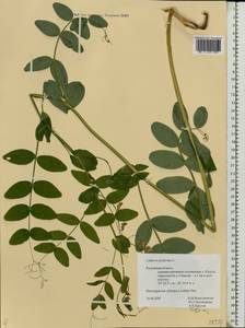 Lathyrus pisiformis L., Eastern Europe, Central region (E4) (Russia)