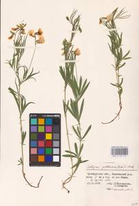 Lathyrus pallescens (M.Bieb.) K.Koch, Eastern Europe, Eastern region (E10) (Russia)