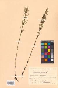 Equisetum palustre L., Siberia, Chukotka & Kamchatka (S7) (Russia)