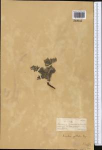 Arnebia guttata Bunge, Middle Asia, Dzungarian Alatau & Tarbagatai (M5) (Kazakhstan)