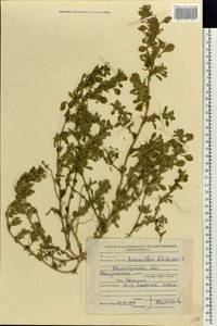 Amaranthus blitoides S. Watson, Eastern Europe, North-Western region (E2) (Russia)