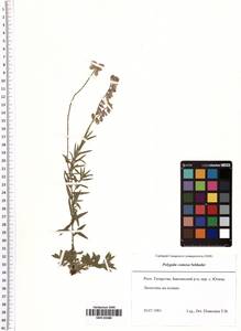 Polygala comosa Schkuhr, Eastern Europe, Middle Volga region (E8) (Russia)