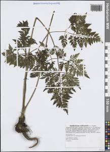 Anthriscus sylvestris (L.) Hoffm., Siberia, Russian Far East (S6) (Russia)