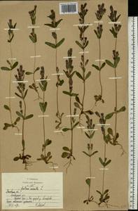 Gentianella amarella (L.) Börner, Eastern Europe, Moscow region (E4a) (Russia)