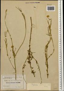 Erysimum collinum (M. Bieb.) Andrz., Caucasus (no precise locality) (K0)