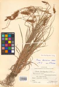 Carex leiorhyncha C.A.Mey., Siberia, Russian Far East (S6) (Russia)