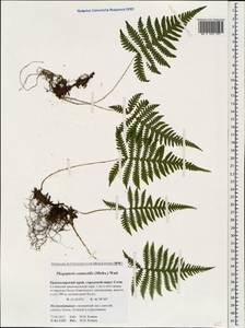 Phegopteris connectilis (Michx.) Watt, Caucasus, Krasnodar Krai & Adygea (K1a) (Russia)