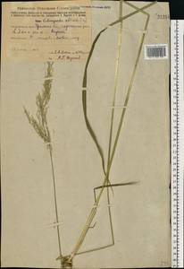Calamagrostis obtusata Trin., Eastern Europe, Eastern region (E10) (Russia)