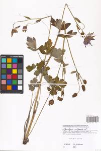 Aquilegia vulgaris L., Eastern Europe, Moscow region (E4a) (Russia)