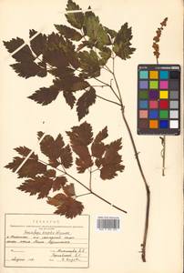 Actaea simplex (DC.) Wormsk. ex Fisch. & C. A. Mey., Siberia, Russian Far East (S6) (Russia)