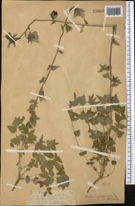 Codonopsis clematidea (Schrenk) C.B.Clarke, Middle Asia, Northern & Central Tian Shan (M4) (Kazakhstan)