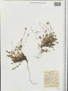 Cerastium alpinum L., Eastern Europe, Northern region (E1) (Russia)