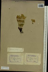 Huperzia selago, Eastern Europe, Northern region (E1) (Russia)