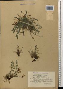 Astragalus sanguinolentus Bieb., Caucasus, Turkish Caucasus (NE Turkey) (K7) (Turkey)