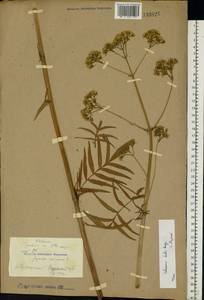 Valeriana dubia Bunge, Eastern Europe, Central forest-and-steppe region (E6) (Russia)