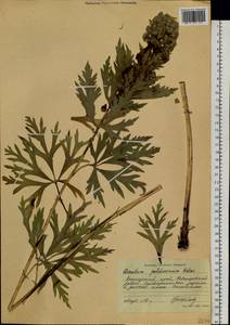 Aconitum kusnezoffii Rchb., Siberia, Russian Far East (S6) (Russia)