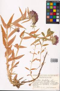 Dianthus barbatus, Eastern Europe, Moscow region (E4a) (Russia)