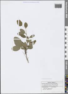 Berberis vulgaris L., Eastern Europe, Middle Volga region (E8) (Russia)