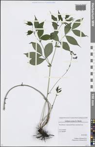 Lathyrus vernus (L.) Bernh., Eastern Europe, Eastern region (E10) (Russia)
