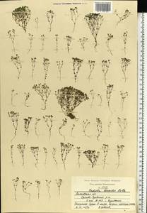 Radiola linoides Roth, Eastern Europe, Moscow region (E4a) (Russia)