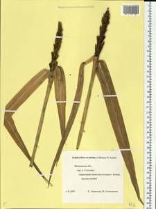 Echinochloa crus-galli subsp. utilis (Ohwi & Yabuno) T.Koyama, Eastern Europe, Central forest region (E5) (Russia)