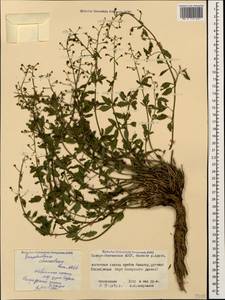 Scrophularia charadzae Kem.-Nath., Caucasus, North Ossetia, Ingushetia & Chechnya (K1c) (Russia)