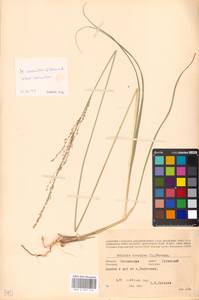 Molinia caerulea (L.) Moench, Eastern Europe, Moscow region (E4a) (Russia)