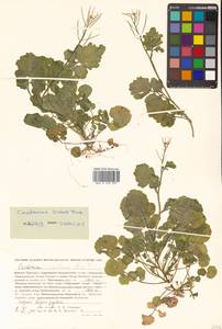 Cardamine scutata Thunb., Siberia, Russian Far East (S6) (Russia)