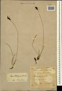 Carex orbicularis subsp. kotschyana (Boiss. & Hohen.) Kukkonen, Caucasus, Krasnodar Krai & Adygea (K1a) (Russia)