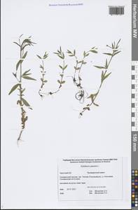 Epilobium palustre L., Siberia, Chukotka & Kamchatka (S7) (Russia)