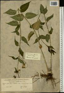 Vincetoxicum hirundinaria Medik., Eastern Europe, Lower Volga region (E9) (Russia)