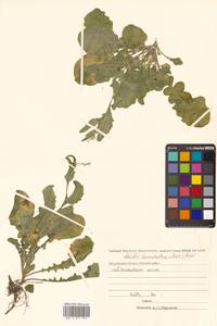 Arabidopsis lyrata subsp. kamchatica (Fisch. ex DC.) O'Kane & Al-Shehbaz, Siberia, Chukotka & Kamchatka (S7) (Russia)