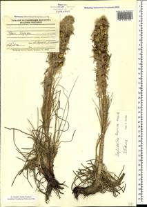 Asphodeline taurica (Pall. ex M.Bieb.) Endl., Crimea (KRYM) (Russia)