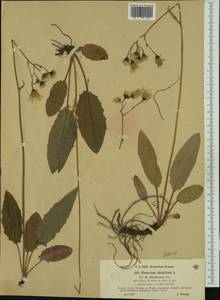 Hieracium murorum subsp. sylvularum (Jord. ex Boreau) Zahn, Western Europe (EUR) (Czech Republic)