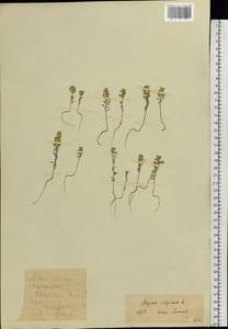 Alyssum alyssoides (L.) L., Eastern Europe, Central forest-and-steppe region (E6) (Russia)