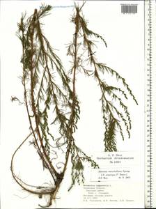 Artemisia marschalliana Spreng., Eastern Europe, Central region (E4) (Russia)