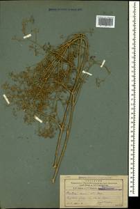 Pimpinella aurea DC., Caucasus, Armenia (K5) (Armenia)