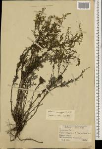 Artemisia caerulescens subsp. caerulescens, Caucasus, Dagestan (K2) (Russia)