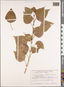 Populus deltoides, Middle Asia, Karakum (M6) (Turkmenistan)