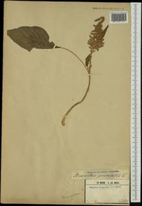 Amaranthus cruentus L., Africa (AFR) (Guinea)