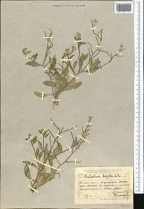 Strigosella hispida (Litv.) Botsch., Middle Asia, Dzungarian Alatau & Tarbagatai (M5) (Kazakhstan)