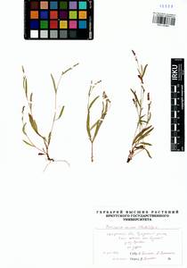 Persicaria minor (Huds.) Opiz, Siberia, Baikal & Transbaikal region (S4) (Russia)