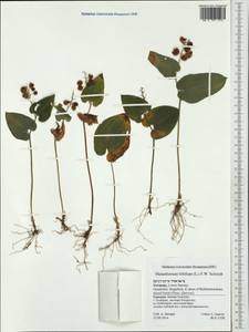 Maianthemum bifolium (L.) F.W.Schmidt, Western Europe (EUR) (Germany)