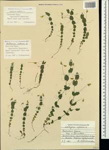 Lathyrus aphaca L., Crimea (KRYM) (Russia)