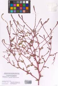 Corispermum hyssopifolium L., Eastern Europe, Eastern region (E10) (Russia)