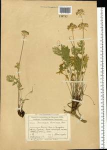 Pachypleurum mutellinoides (Crantz) Holub, Siberia, Altai & Sayany Mountains (S2) (Russia)