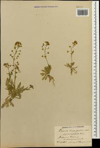Capsella bursa-pastoris (L.) Medik., Caucasus, Azerbaijan (K6) (Azerbaijan)