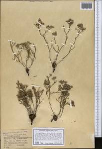 Limonium caspium (Willd.) Gams, Middle Asia, Northern & Central Kazakhstan (M10) (Kazakhstan)